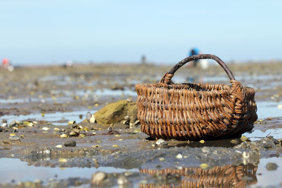 pêche à pied noirmoutier